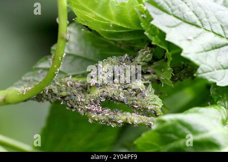 Puceron permanent de cassis Aphis schneideri sur les pétioles apicaux des pousses et des feuilles de cassis. Feuilles recourbées. Banque D'Images