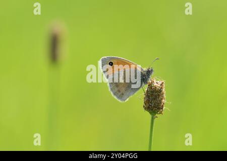 Petit oiseau de prairie sur un plantain de prairie. Petite lande sur une prairie Banque D'Images