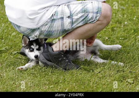 Chiot Husky Banque D'Images