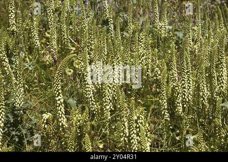 Ombilicus rupestris (ombilicus rupestris) Banque D'Images