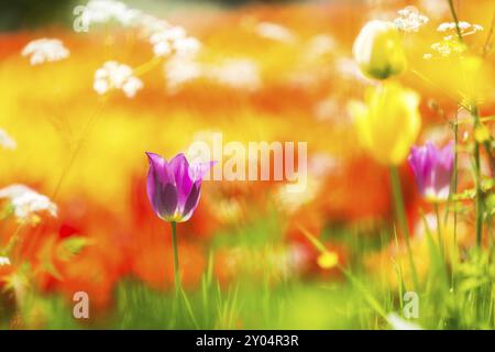 Une seule tulipe violette devant un immense champ de tulipes Banque D'Images