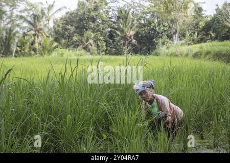 Ubdu, Bali, Indonésie, 30 juin 2015 : une femme âgée travaillant dans les rizières, Asie Banque D'Images