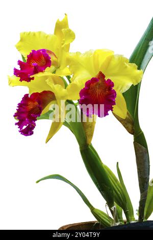 Orchidée fraîche Cattleya isolée sur fond blanc Banque D'Images