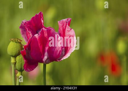 Pavot à opium (Papaver somniferum), culture en Allemagne Banque D'Images