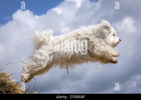 Un petit Havanais blanc volant dans les airs Banque D'Images