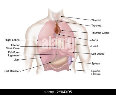 Illustration médicale du système respiratoire et digestif humain Banque D'Images