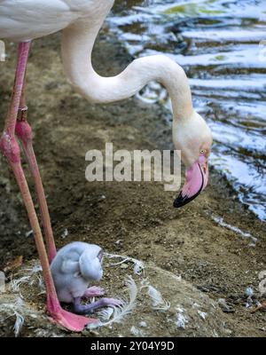 FUENGIROLA, ANDALOUSIE/ESPAGNE, 4 JUILLET : Grand Flamingos (Phoenicopterus roseus) au Bioparc Fuengirola Costa del sol Espagne le 4 juillet 2017 Banque D'Images