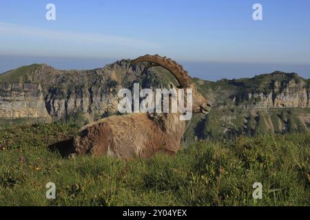 Bouillon alpin mâle reposant au sommet du Mont Niederhorn, Alpes suisses Banque D'Images