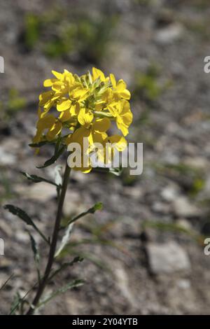 Fleur de muraille occidentale, Erysimum capitatum Banque D'Images