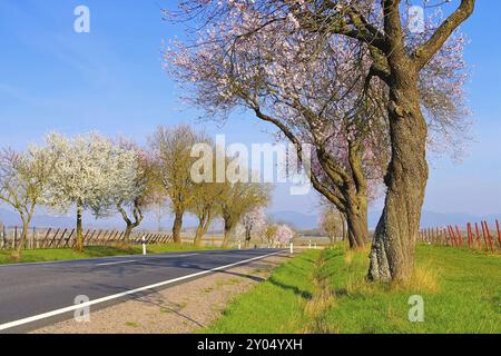 Floraison d'amandiers dans le Palatinat au printemps, floraison d'amandiers en Rhénanie Palatinat au printemps, Allemagne, Europe Banque D'Images