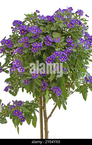 Arbre de gentiane (solanum rantonetii) sur fond blanc Banque D'Images