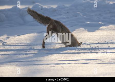 Un renard roux avec sa tête coincée dans la neige en chassant les souris Banque D'Images