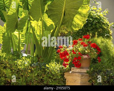 Jardin luxuriant avec un pot de fleurs plein de fleurs rouges et de grandes feuilles vertes en arrière-plan, palma de majorque, majorque, îles baléares, espagne Banque D'Images