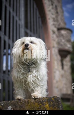 Un petit chien blanc se tient sur une pierre devant une porte et des montres Banque D'Images