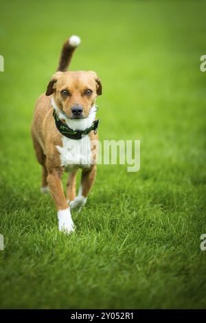 Petit chien, un peu anxieux, court à travers une prairie Banque D'Images