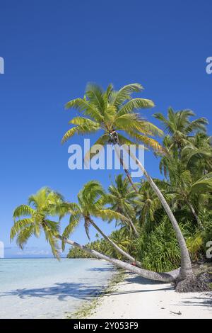 Cocotier (Cocos nucifera), Trio, Tetiaroa, Atoll, Marlon Brando Island, Polynésie française, Îles de la Société, Îles sous le vent, Océanie Banque D'Images