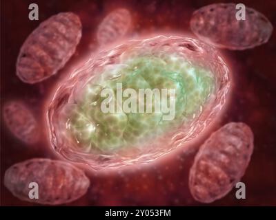 Vue microscopique des mitochondries. Les mitochondries sont les producteurs d'énergie de la cellule. Ils convertissent l'énergie en formes utilisables par la cellule. Situé dans Banque D'Images