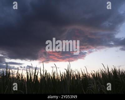 Silhouette de champ de maïs et nuages au coucher du soleil Banque D'Images