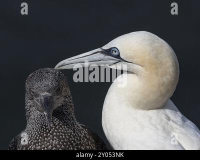 Jeune gannet en plumage noir avec oiseau adulte, sur l'île de Heligoland Banque D'Images