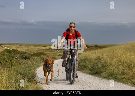 Vététiste avec son chien de traîne, chien Vizsla sur un vélo, île d'Ameland, Frise, pays-Bas Banque D'Images