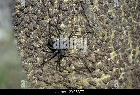 Araignée du fléau commun (Paraphrynus laevifrons), araignée posée sur un tronc d'arbre, Parc national du Corcovado, péninsule d'Osa, province de Puntarena, Costa Rica Banque D'Images