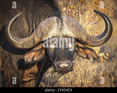 Buffle africain (Syncerus caffer), portrait, Balule Plains, Afrique du Sud, Afrique Banque D'Images