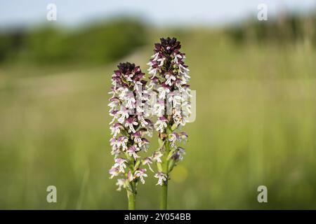 Espèces indigènes d'orchidées dans l'Alb souabe Banque D'Images