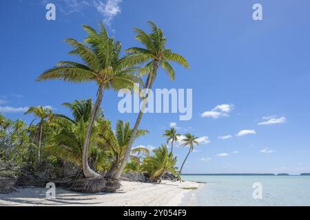 Plusieurs palmiers doubles, cocotier (Cocos nucifera), île privée, île aux oiseaux, privilégiée, écologique, aventure, Tetiaroa, atoll, Marlon Brando Is Banque D'Images