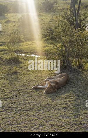 Lionne à l'ombre de sommeil Kenya Safari Banque D'Images