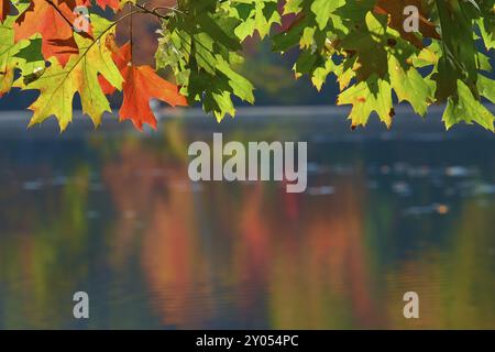 Feuilles d'automne colorées suspendues au-dessus d'un plan d'eau calme reflétant les couleurs d'automne, automne, White Mountain, New Hampshire, Nouvelle Angleterre, USA, Nort Banque D'Images