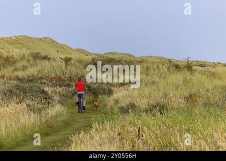 Vététiste avec son chien de traîneau sur un seul sentier dans les dunes, chien Vizsla sur un vélo, île d'Ameland, Frise, pays-Bas Banque D'Images