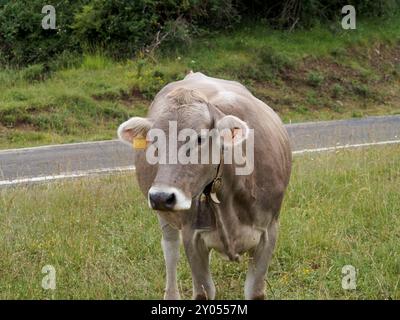 Vaches qui paissent dans les prairies des Pyrénées d'Espagne. Vache pyrénéenne. Vaches en pâturage dans les Pyrénées-bovins Banque D'Images