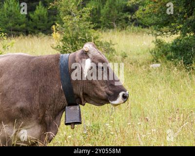 Vaches qui paissent dans les prairies des Pyrénées d'Espagne. Vache pyrénéenne. Vaches en pâturage dans les Pyrénées-bovins Banque D'Images