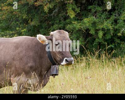 Vaches qui paissent dans les prairies des Pyrénées d'Espagne. Vache pyrénéenne. Vaches en pâturage dans les Pyrénées-bovins Banque D'Images