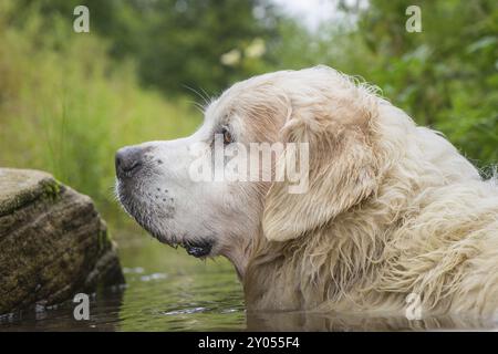 Golden Retriever dans le Kleine Enz Banque D'Images