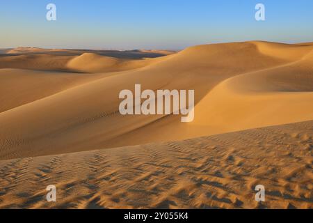 Dunes de sable sans fin sous un ciel bleu clair, luisant dans la lumière du soleil doré, Matruh, Grande mer de sable, désert libyen, Sahara, Egypte, Afrique du Nord, Afrique Banque D'Images