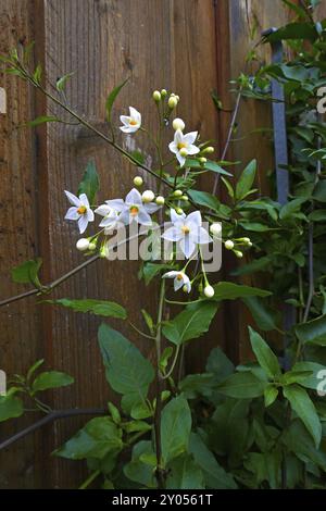 Jasminbluetiger Nachtschatten album Climber Banque D'Images