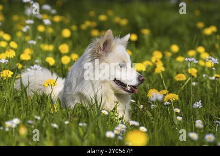 Chien islandais sur une prairie printanière Banque D'Images