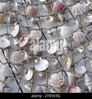 Les coquillages mixtes en filet de pêche au mur Banque D'Images