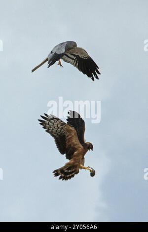 Le mâle harrier de Montagu avec des ailes ouvertes et la femelle avec la souris dans les griffes tenant des ailes ouvertes sur le dessus de l'autre volant à droite regardant devant le bleu Banque D'Images