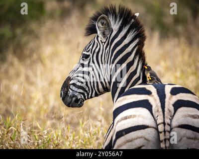 Zèbre des plaines (Equus quagga) avec pics à bec rouge (Buphagus erythrorynchus) sur le dos, portrait, réserve de gibier de Manyeleti, Afrique du Sud, Afrique Banque D'Images