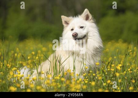 Chien islandais sur une prairie printanière Banque D'Images