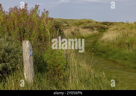 Sentier de randonnée dans la lande derrière les dunes, près de Oerd, île d'Ameland, Frise, pays-Bas Banque D'Images