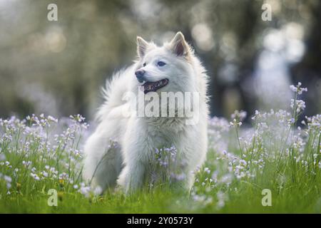 Chien islandais sur une prairie printanière Banque D'Images