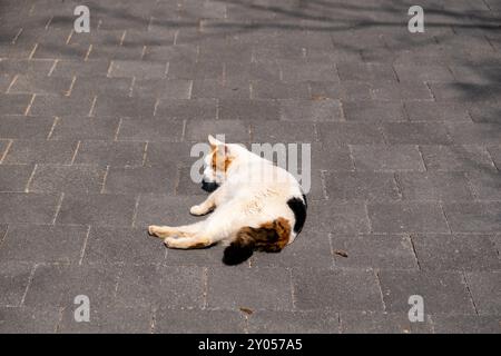 Chat chubby couché sur le sol Banque D'Images