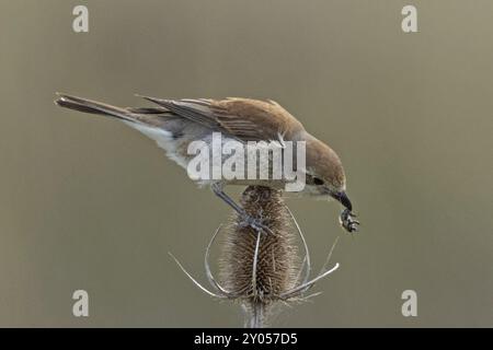 Pèche à dos rouge, pèche à dos rouge jeune oiseau avec bourdon dans le bec assis sur le thé, regardant à droite Banque D'Images