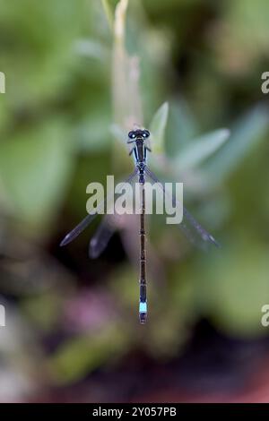 Gros plan d'une demoiselle à queue bleue (Ischnura elegans) planante avec des ailes irisées sur un fond vert flou, Wismar, Mecklenburg-Western Banque D'Images