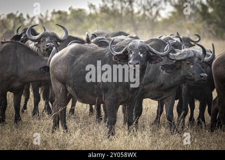 Buffle africain (Syncerus caffer), Balule Plains, Afrique du Sud, Afrique Banque D'Images