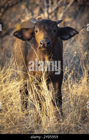 Jeune buffle africain (Syncerus caffer), Balule Plains, Afrique du Sud, Afrique Banque D'Images