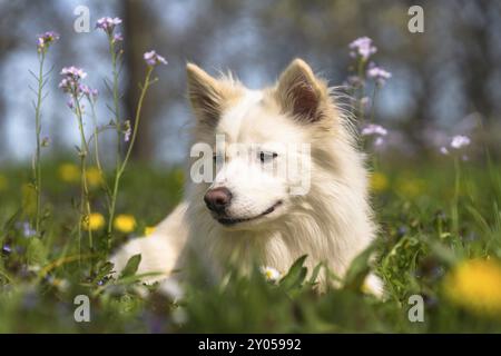 Chien islandais sur une prairie printanière Banque D'Images